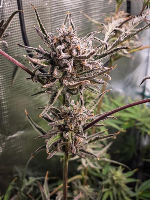 Frosty's Auto Freak | 2L Coco Tray2Grow. Week 12 - D83