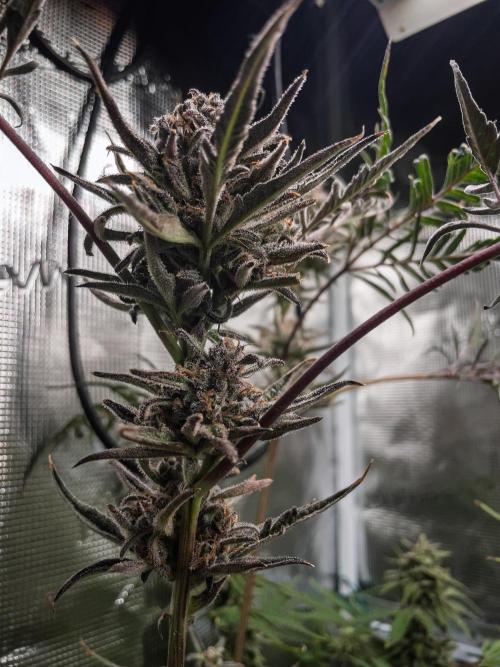 Frosty's Auto Freak | 2L Coco Tray2Grow. Week 12 - D83