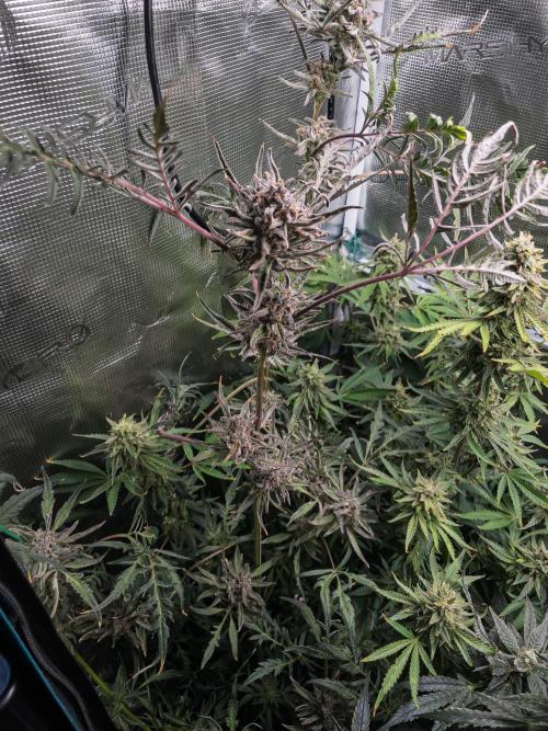 Frosty's Auto Freak | 2L Coco Tray2Grow. Week 12 - D83