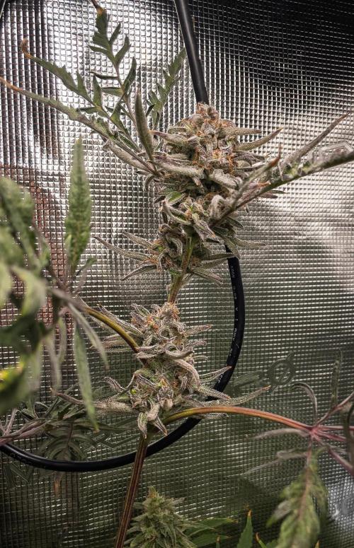 Frosty's Auto Freak | 2L Coco Tray2Grow. Week 12 - D83