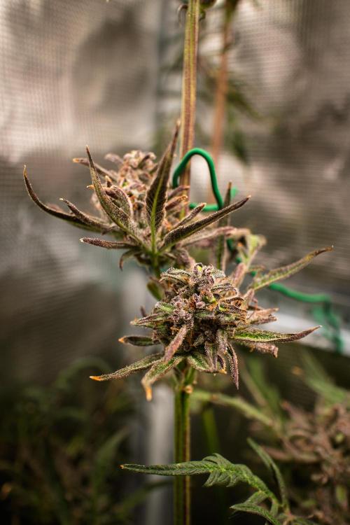 Frosty's Auto Freak | 2L Coco Tray2Grow. Week 13 - D87