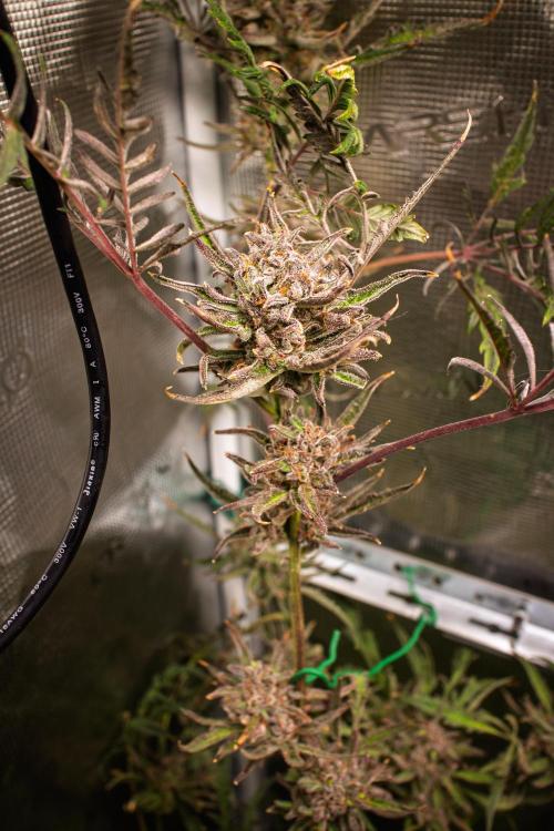 Frosty's Auto Freak | 2L Coco Tray2Grow. Week 13 - D87