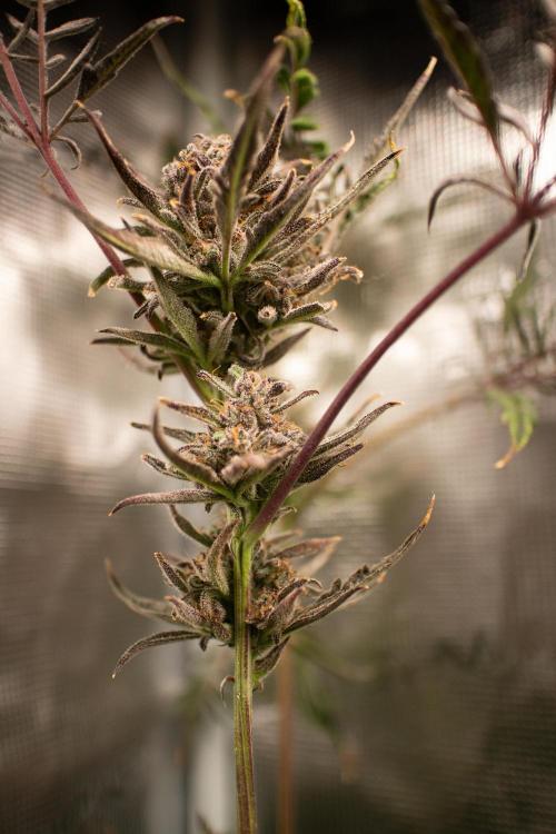Frosty's Auto Freak | 2L Coco Tray2Grow. Week 13 - D87