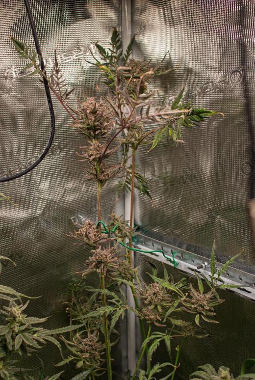 Frosty's Auto Freak | 2L Coco Tray2Grow. Week 13 - D87