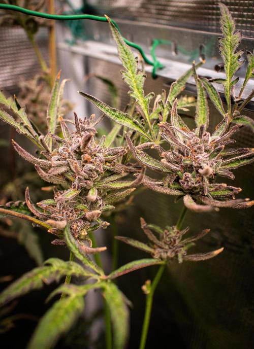 Frosty's Auto Freak | 2L Coco Tray2Grow. Week 14 - D96 Harvest day
