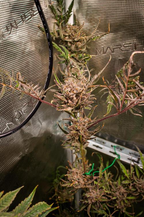 Frosty's Auto Freak | 2L Coco Tray2Grow. Week 14 - D96 Harvest day