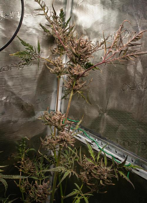 Grow Tent 120x60x180cm (4'x2'x6'). Week 14