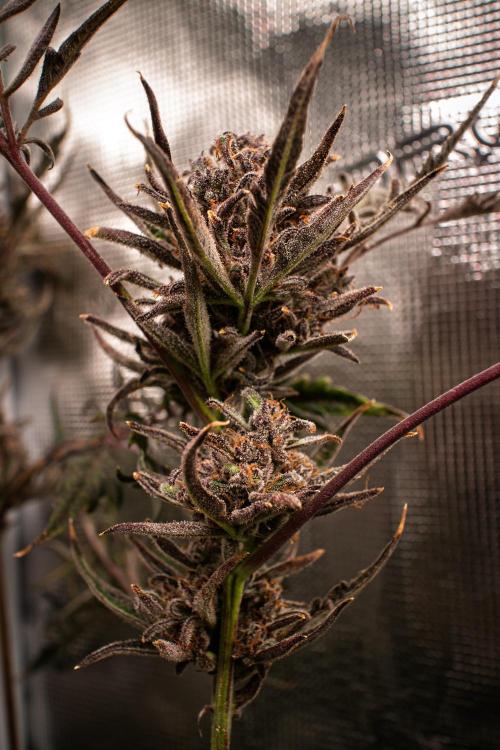 Frosty's Auto Freak | 2L Coco Tray2Grow. Week 14 - D96 Harvest day