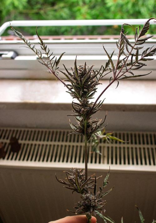 Frosty's Auto Freak | 2L Coco Tray2Grow. Week 14 - D96 Harvest day