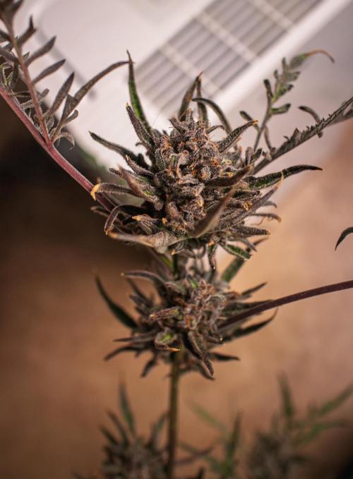 Frosty's Auto Freak | 2L Coco Tray2Grow. Week 14 - D96 Harvest day