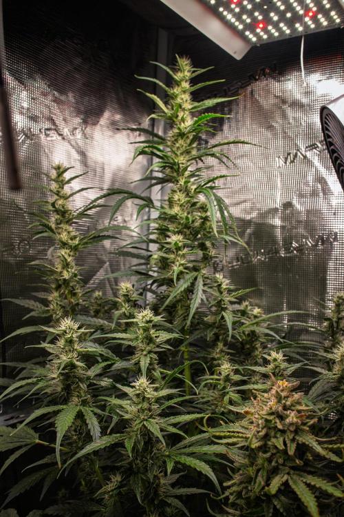 Zombie Kush Auto | 3L Coco Tray2Grow. Week 11 - D72