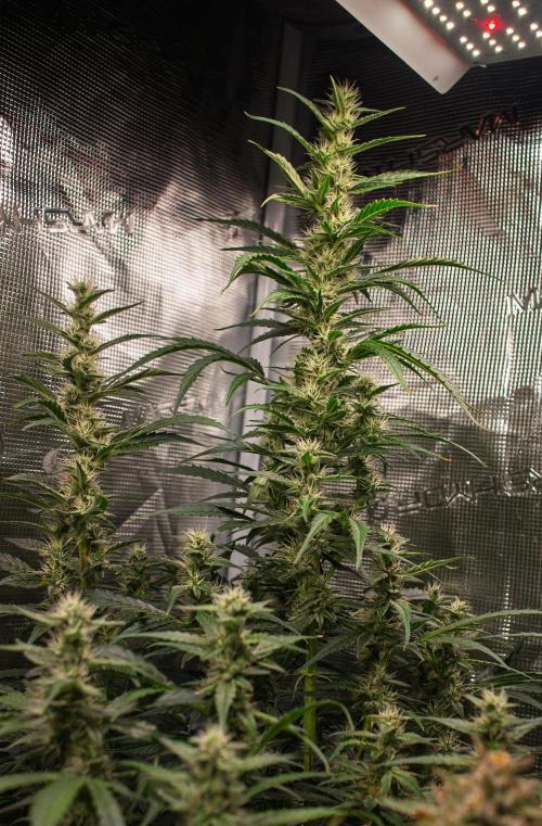 Grow Tent 120x60x180cm (4'x2'x6'). Week 11