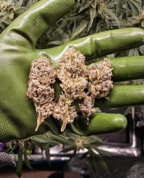Frosty's Auto Freak | 2L Coco Tray2Grow. Week 14 - Final Buds