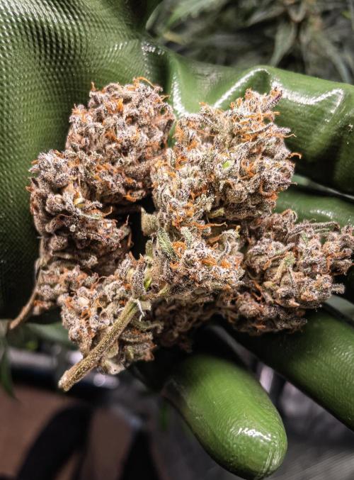 Frosty's Auto Freak | 2L Coco Tray2Grow. Week 14 - Final Buds