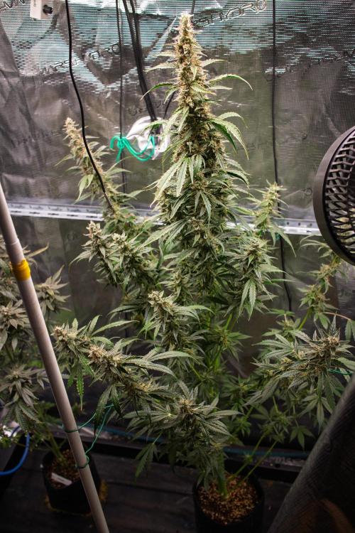 Zombie Kush Auto | 3L Coco Tray2Grow. Week 13 - D89