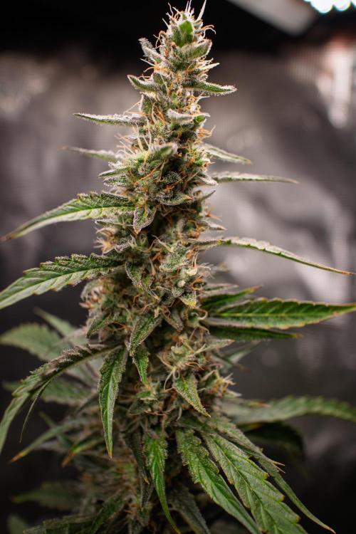 Zombie Kush Auto | 3L Coco Tray2Grow. Week 13 - D89