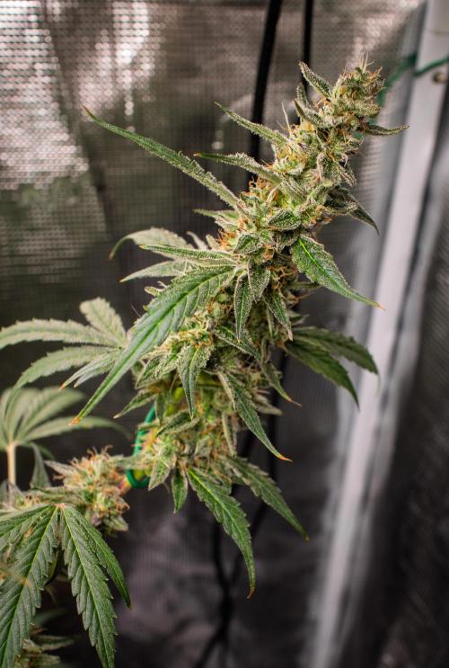 Zombie Kush Auto | 3L Coco Tray2Grow. Week 13 - D89