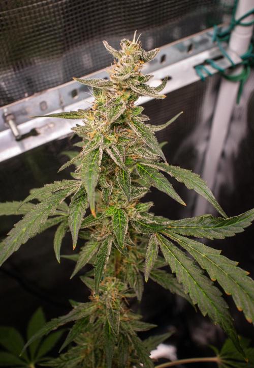 Zombie Kush Auto | 3L Coco Tray2Grow. Week 13 - D89