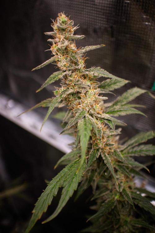 Zombie Kush Auto | 3L Coco Tray2Grow. Week 13 - D89