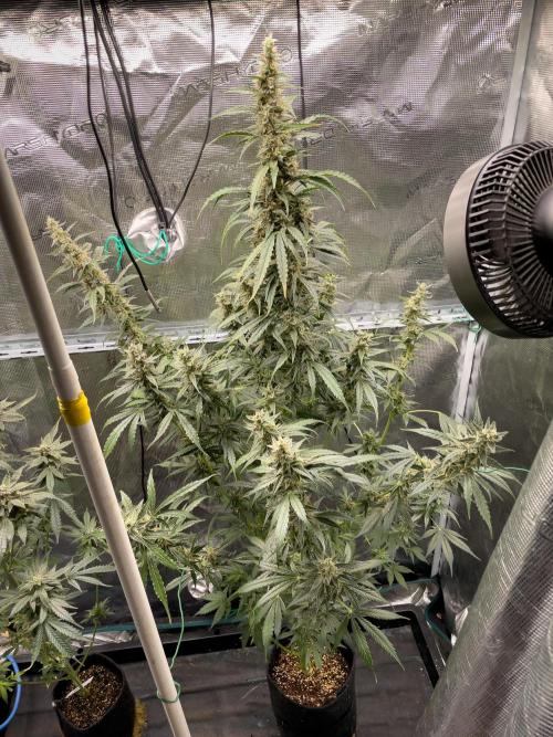 Grow Tent 120x60x180cm (4'x2'x6'). Week 13