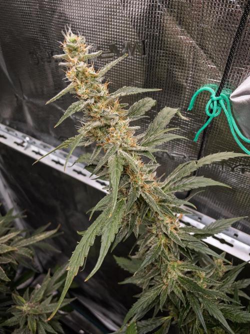 Zombie Kush Auto | 3L Coco Tray2Grow. Week 13 - D87