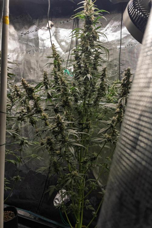 Zombie Kush Auto | 3L Coco Tray2Grow. Week 13 - D87
