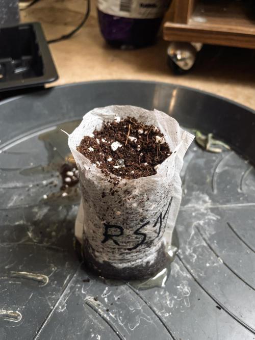 RS-11 (Mephisto) | Tulaberry (F1-Test). Week 0 - D0