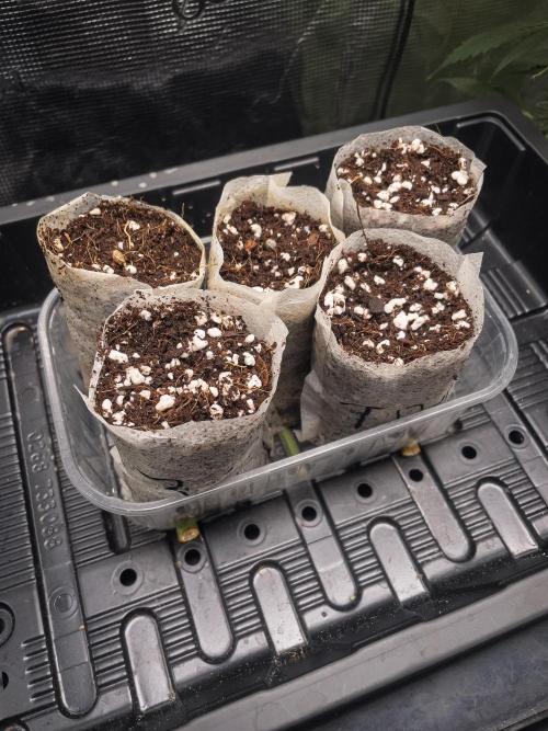 RS-11 (Mephisto) | Tulaberry (F1-Test). Week 0 - D0