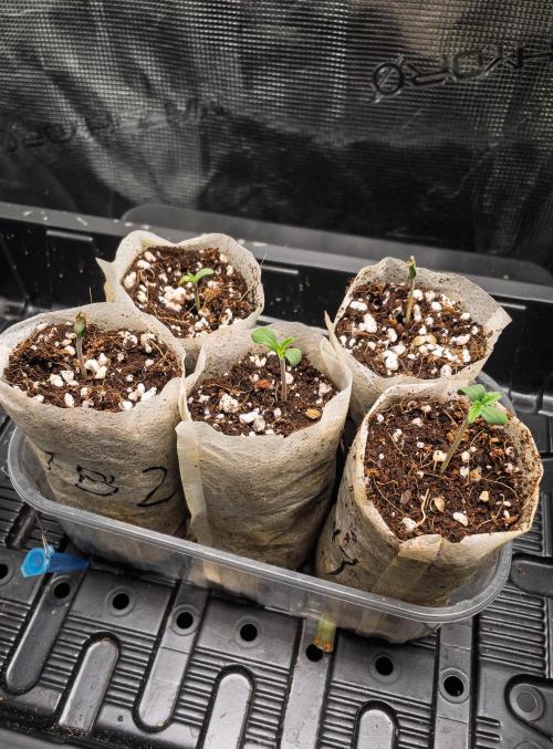 RS-11 (Mephisto) | Tulaberry (F1-Test). Week 1 - D1