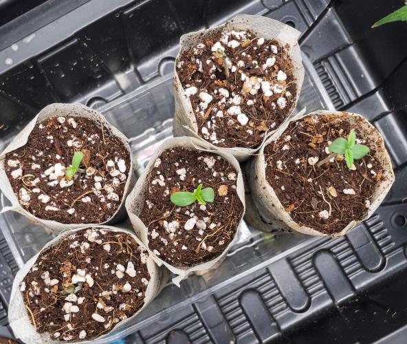 Fruit of the Bloom #3 F1 Test. Week 1 - D1
