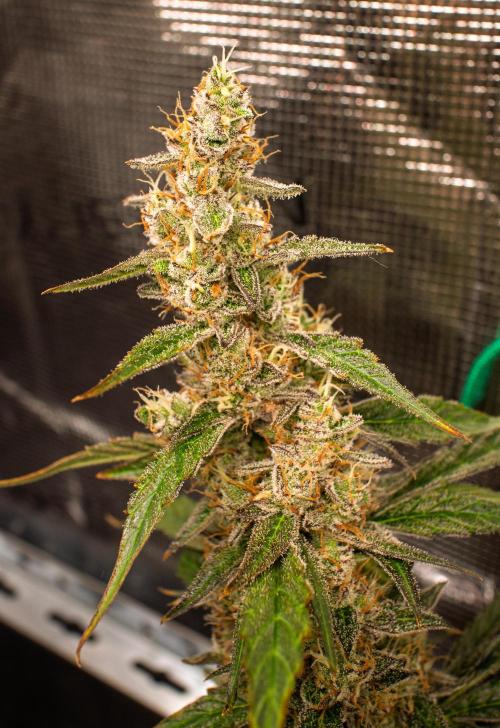Zombie Kush Auto | 3L Coco Tray2Grow. Week 14 - D96