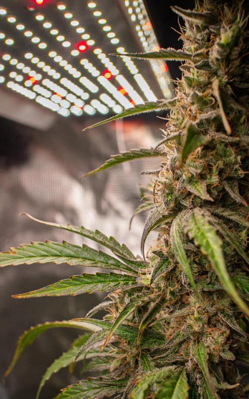 Zombie Kush Auto | 3L Coco Tray2Grow. Week 14 - D96