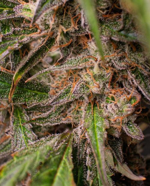 Zombie Kush Auto | 3L Coco Tray2Grow. Week 14 - D96