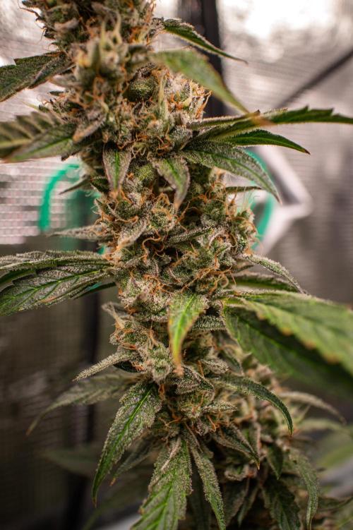 Zombie Kush Auto | 3L Coco Tray2Grow. Week 14 - D96
