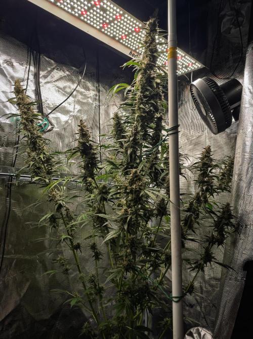 Zombie Kush Auto | 3L Coco Tray2Grow. Week 14 - D96