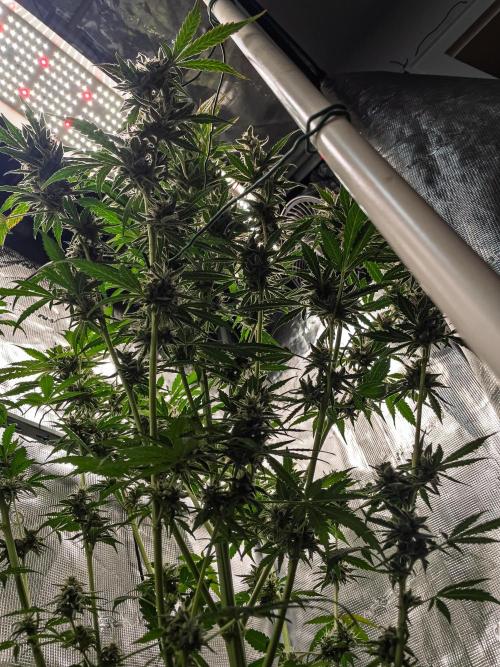 Zombie Kush Auto | 3L Coco Tray2Grow. Week 14 - D96