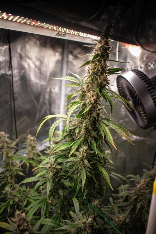 Grow Tent 120x60x180cm (4'x2'x6'). Week 14