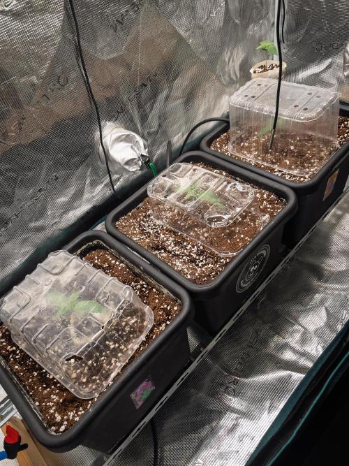 RS-11 (Mephisto) | Tulaberry (F1-Test). Week 2 - D8 Gang