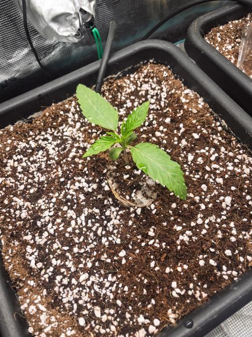 RS-11 (Mephisto) | Tulaberry (F1-Test). Week 2 - D8 RS11