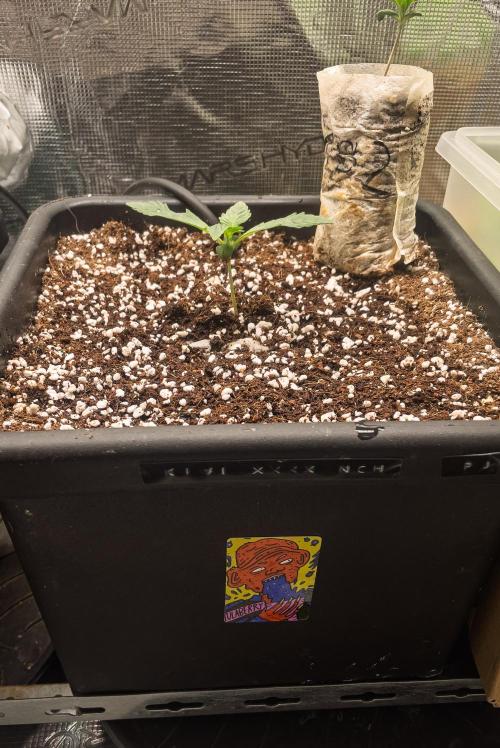 RS-11 (Mephisto) | Tulaberry (F1-Test). Week 2 - D8 Tulaberry