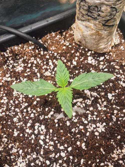 RS-11 (Mephisto) | Tulaberry (F1-Test). Week 2 - D8 Tulaberry