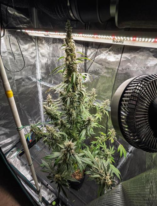 Zombie Kush Auto | 3L Coco Tray2Grow. Week 15 - D98 Harvest