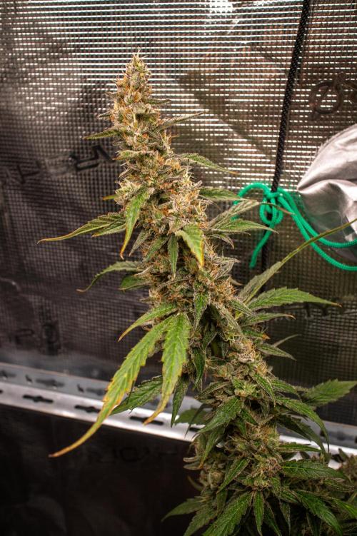 Zombie Kush Auto | 3L Coco Tray2Grow. Week 15 - D96 Harvest soon