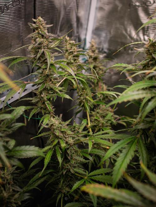 Zombie Kush Auto | 3L Coco Tray2Grow. Week 15 - D96 Harvest soon