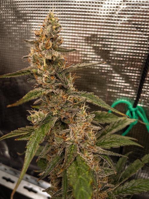Zombie Kush Auto | 3L Coco Tray2Grow. Week 15 - D96 Harvest soon