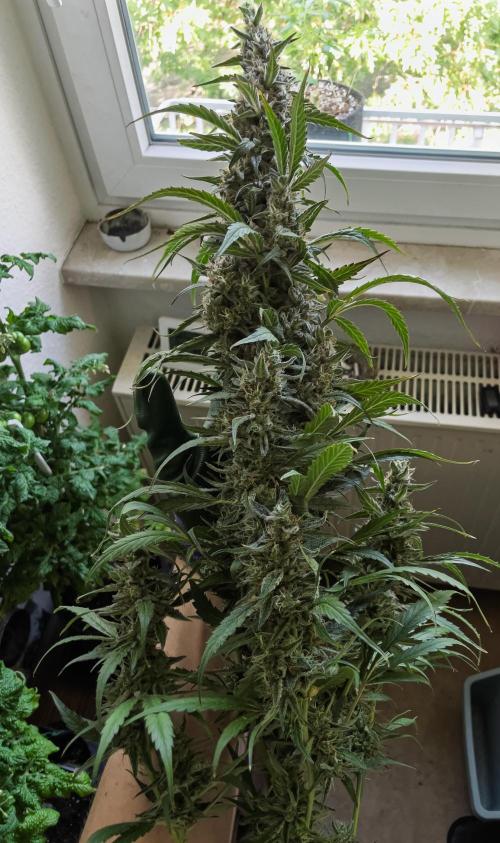 Zombie Kush Auto | 3L Coco Tray2Grow. Week 15 - D98 Harvest