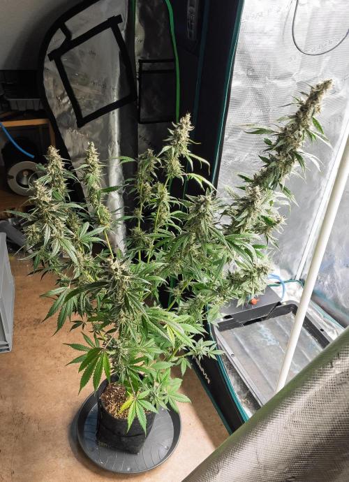 Zombie Kush Auto | 3L Coco Tray2Grow. Week 15 - D98 Harvest
