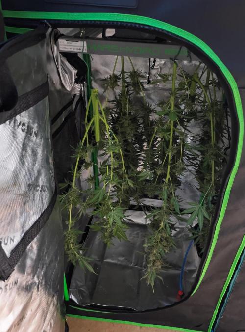 Zombie Kush Auto | 3L Coco Tray2Grow. Week 15 - D98 Harvest