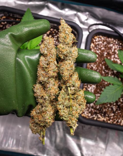 Zombie Kush Auto | 3L Coco Tray2Grow. Week 15 - BUD