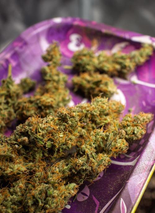 Zombie Kush Auto | 3L Coco Tray2Grow. Week 15 - BUD